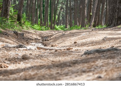 A dirt path winding through a dense forest. Tall trees surround the area, with sunlight filtering through the leaves. The ground is uneven and natural