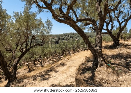 Dirt path winding through an olive grove on a dry hillside in Zakynthos, Greece, under the summer sun.