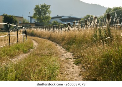 A dirt path winds between two fenced paddocks, bordered by tall golden grasses and wild plants.