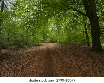 Dirt path winds through a dense green forest filled with tall trees and vibrant leaves during a bright spring afternoon.