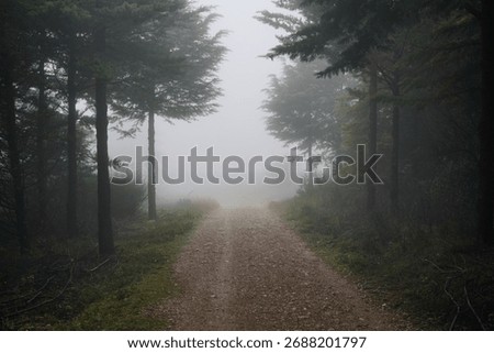 A dirt path winds through a dense, foggy forest. Tall trees line the path, disappearing into the mist. The scene evokes a sense of mystery and solitude.