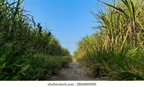 A dirt path winds through a field of tall, green sugarcane stalks under a clear blue sky. The dense vegetation lines both sides of the path, creating a natural corridor.
