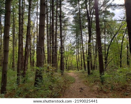 The dirt pathway between the tall trees of the Pine Trail at Busch Wildlife in Defiance, Missouri in the midwestern United States in the autumn on a sunny day in the shade under the trees
