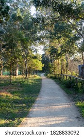 Dirt Pathway Between Trees In Parramatta Park.