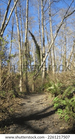 Dirt Pathway Through a Forest with Barren Trees and Thick Brush