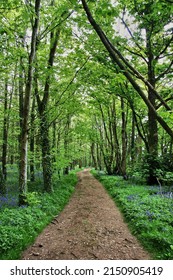 Dirt Pathway Through The Woods - UK Summer