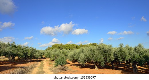 Dirt Road Among Olive Trees Under Bright Sunlight. Kalamata, Messinia, Greece