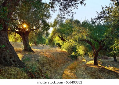 Dirt Road Among Olive Trees Under Bright Sunlight Beams. Kalamata, Messinia, Greece