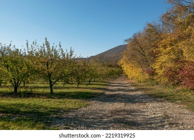 Dirt Road And Apple Orchard Near The Village Of Pshada. Russia. Krasnodar Region.     