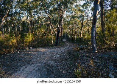 Dirt Road In An Australian Forest. Walking Path In The Bush.