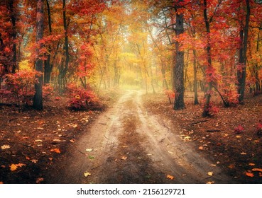 Dirt road in autumn forest in fog. Red foggy forest with trail. Colorful landscape with beautiful enchanted trees with orange and red leaves in fall. Mystical woods in october. Woodland. Nature - Shutterstock ID 2156129721