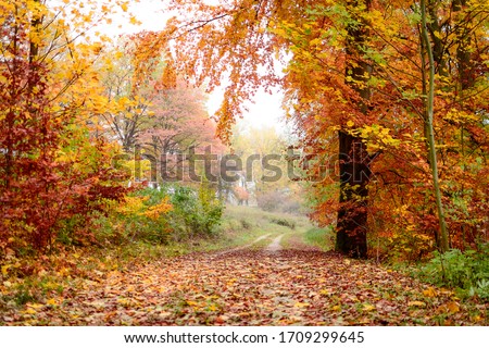 A dirt road in an autumn forest, very colorful fall foliage, the air is hazy