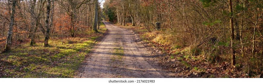 Dirt road in autumn forest. Wide angle of vibrant green grass and orange leaves growing on trees in a rural landscape in fall. Endless country path leading in peaceful and quiet nature background - Powered by Shutterstock