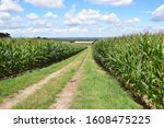 Dirt road between corn fields in Schaumburg / Lower Saxony