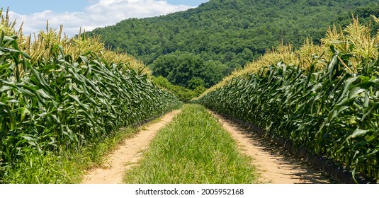 Dirt Road Between Cornfield Vanishing Point