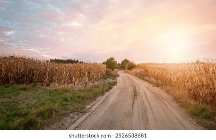 Dirt road between cornfields at sunset.