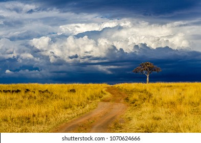 Dirt road between nutritious red oat grass of Maasai Mara savannah, leading to solitary tree. Storm brewing over African landscape. Wildebeest hiding amongst the grass. Vultures on lookout in the tree - Powered by Shutterstock