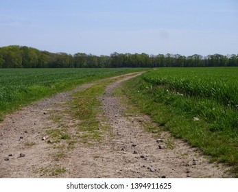 Dirt road between two fields in May