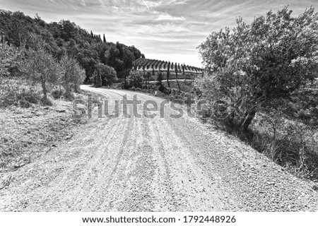 Similar – Image, Stock Photo Olive trees in rows and vineyards in Italy. Olive and wine