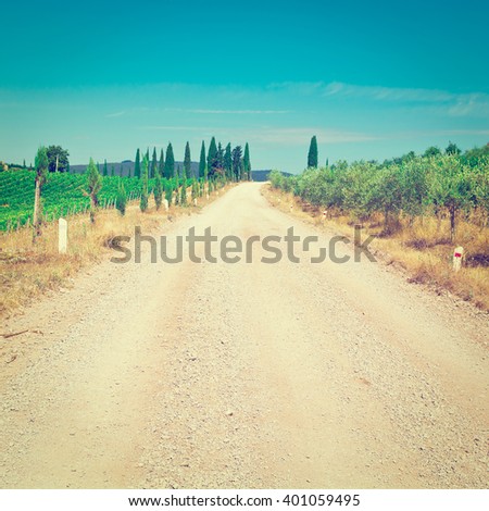 Similar – Image, Stock Photo Olive trees in rows and vineyards in Italy. Olive and wine