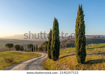 A dirt road bordered by a line of cypress trees in the Tuscan countryside near Siena, Italy	