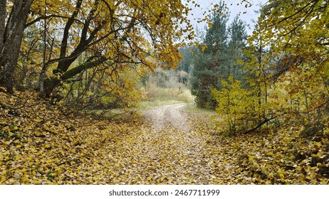 A dirt road covered with fallen leaves passes through a mixed forest. Shrubs, pines and deciduous trees with yellowed leaves grow along the road. Overcast autumn weather - Powered by Shutterstock