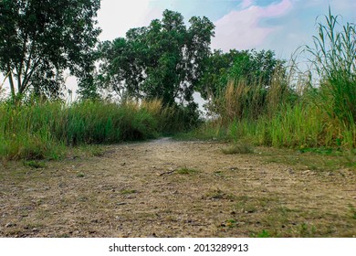 The Dirt Road Is Decorated With Tall Weeds