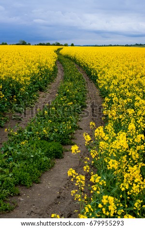 Dirt Road in Fields of blooming Rape