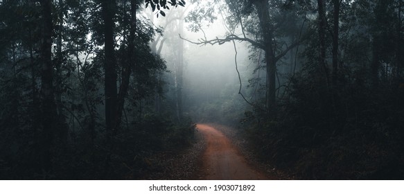 Dirt road in the fog and rain tropical forest 