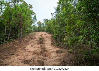 Dirt Road In The Forest. Hiking Trail In Mountain.