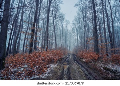 Dirt road in the forest. Snow starts, winter comes - Powered by Shutterstock