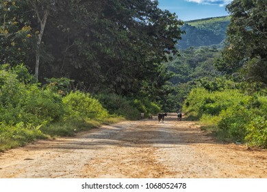 dirt road with goats , malange africa rural area, Angola. - Powered by Shutterstock