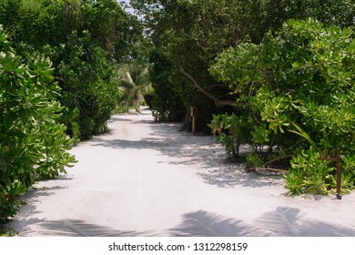 Dirt road in the jungle. empty road in the jungle. path in tropical forest