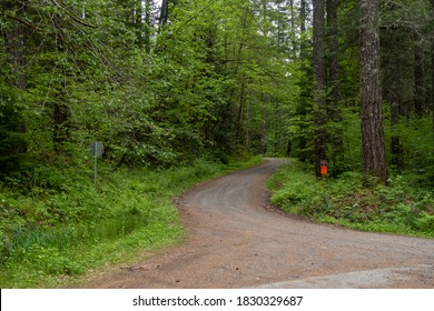 Dirt Road Leading Into A Forest In The Pacific Northwest