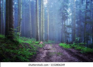 Dirt Road Leading Into Wild Foggy Stock Photo 1152806249 | Shutterstock