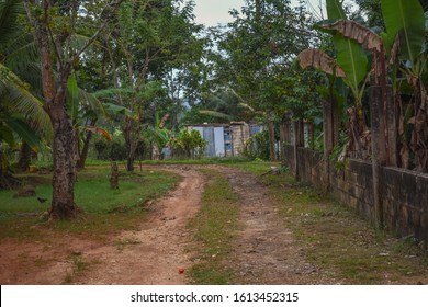 Dirt Road Leading To Old House, With Green Trees And Grass In Grange Hill, Jamaica - Photo