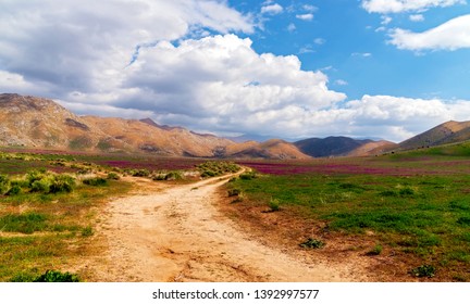 Dirt road leading through pastures with purple wildflowers and hills beyond under blue skies with white fluffy clouds. - Shutterstock ID 1392997577