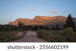 A dirt road leads towards a cypress forest and then the sunlit cliffs of Rawnsley Bluff and other bluffs and cliffs on the Southern end of Wilpena Pound in the Flinders Ranges in South Australia.