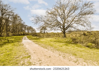 a dirt road in the middle of a field with dead trees on both sides and blue skies overhead above it - Powered by Shutterstock
