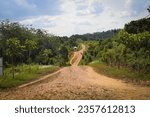 dirt road in the middle of the green forest