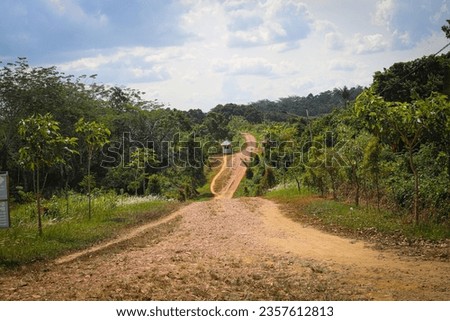 dirt road in the middle of the green forest