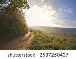 A dirt road on a mountain amidst trees on both sides during a clear daytime.