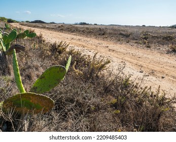 Dirt Road With Opuncia Cactus In Arid Landscape At South Of Portugal, Rota Vicentina Coast, Almograve, Clear Blue Sky