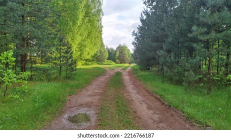 The Dirt Road Passes Through The Planting Of Young Pine Trees And Then Branches Into Two Roads. One Of Them Leads To A Birch Grove. There Is Grass Growing Along The Road