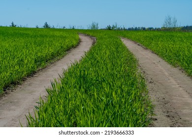 A Dirt Road Passes Through A Young Cornfield. Tractor Track Or Combine Harvester In A Field With Corn. Harvesting.