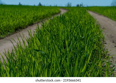 A Dirt Road Passes Through A Young Cornfield. Tractor Track Or Combine Harvester In A Field With Corn. Harvesting.