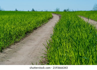 A Dirt Road Passes Through A Young Cornfield. Tractor Track Or Combine Harvester In A Field With Corn. Harvesting.