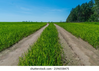 A Dirt Road Passes Through A Young Cornfield. Tractor Track Or Combine Harvester In A Field With Corn. Harvesting.