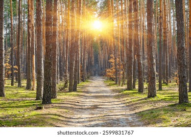 A dirt road or path leading through a dense pine forest, with sunlight illuminating the forest floor.