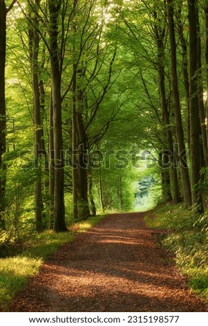 Dirt road, path and tall trees in the countryside for travel, agriculture or natural environment. Landscape of plant growth, greenery or farm highway with tree in row for sustainability in nature